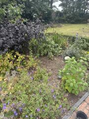 An autumn/winter interest shrub