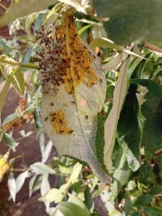 What are these ants doing on the buddleia?