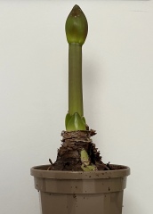 The Bluestocking Pub - Withered Old Haggis edition.