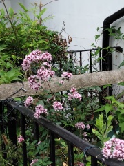 Wildflowers that have self-seeded in my garden