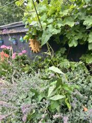 Is anyone interested in my bind weed removal experiment?