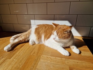 The One after the One where the Excellent Cats posed for a calendar