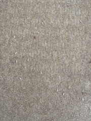 any advice? are these moth larvae? pics included