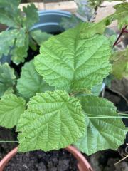 Is this a weed? Should I be pulling it out?