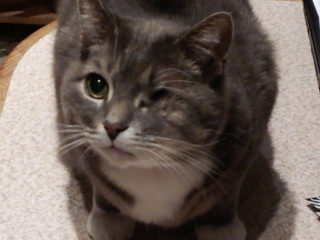 My cat needs to have an eye removed - any experiences?