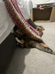 The One after the One where the Excellent Cats posed for a calendar