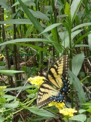 Weeds Have Rights Too !
