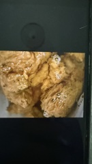 TMI picture of poo attached