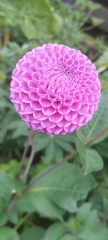 Who wants to look at my dahlias