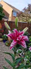Type of Lily?