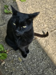 The One after the One where the Excellent Cats posed for a calendar