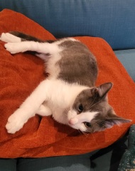 Kitten, 16 weeks, never meowed