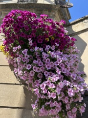 Can you identify these plants in hanging baskets