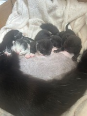 There is a pregnant cat in DD's bedroom