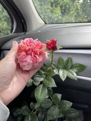 Can anyone identify this rose