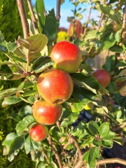 Year round Nigel Slater discussion thread Part 2