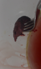 I don’t know what i’m looking at