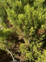 Are these shrubs dying or is it just the effects of drought?
