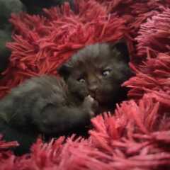 New very young kitten, where should it sleep?