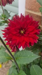Who wants to look at my dahlias