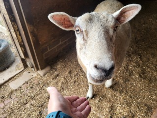 Does anyone know what sheep breed this is?