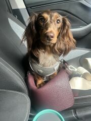 Long haired sausage dog