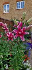 Type of Lily?