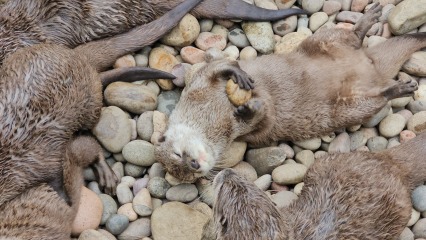 The One after the One where the Excellent Cats posed for a calendar