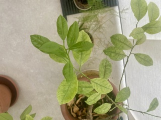 Citrus tree headache