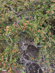 Something's wrong with my cotoneaster
