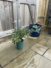 Can anyone identify this rose