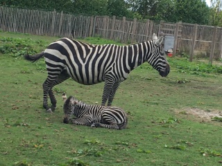 Chicken, Dreamies and Lickelix - the Excellent Cats form a disorderly queue