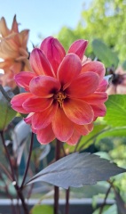 Who wants to look at my dahlias