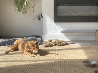 Mad to rescue a 5 month old pup from Romania?