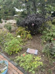 An autumn/winter interest shrub