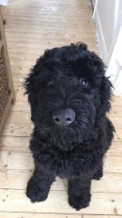 Thinking of getting a poodle cross?
