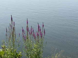 Come and tell us your dull and unexciting news 34: Calmly through the day