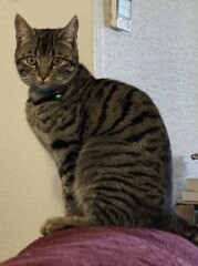 Young cat gone missing; handhold and other ideas please?