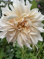 Who wants to look at my dahlias