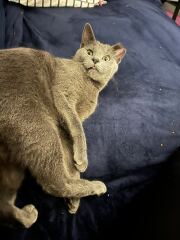 Random cat