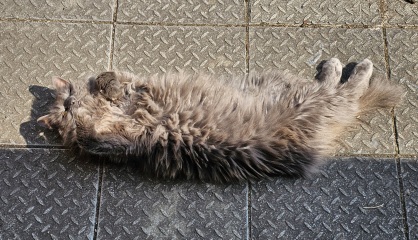 The One after the One where the Excellent Cats posed for a calendar