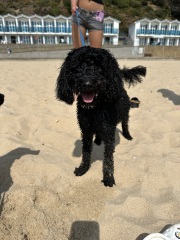 Thinking of getting a poodle cross?
