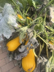 Year round Nigel Slater discussion thread Part 2