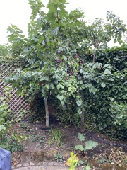 Growing a fig tree in a city garden