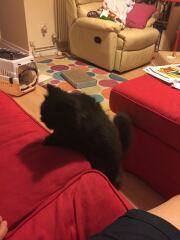 Pampered, Persian, Princess Penelope