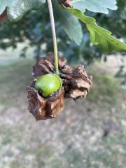 What are these on our town’s oak tree?