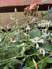 What is this please? And what do I do with it?