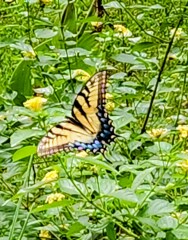 Weeds Have Rights Too !