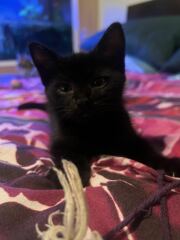 New Kittens, will I regret it?