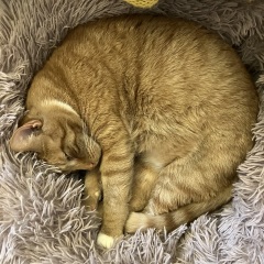 Cats changing sleeping places - where is the new favourite?!